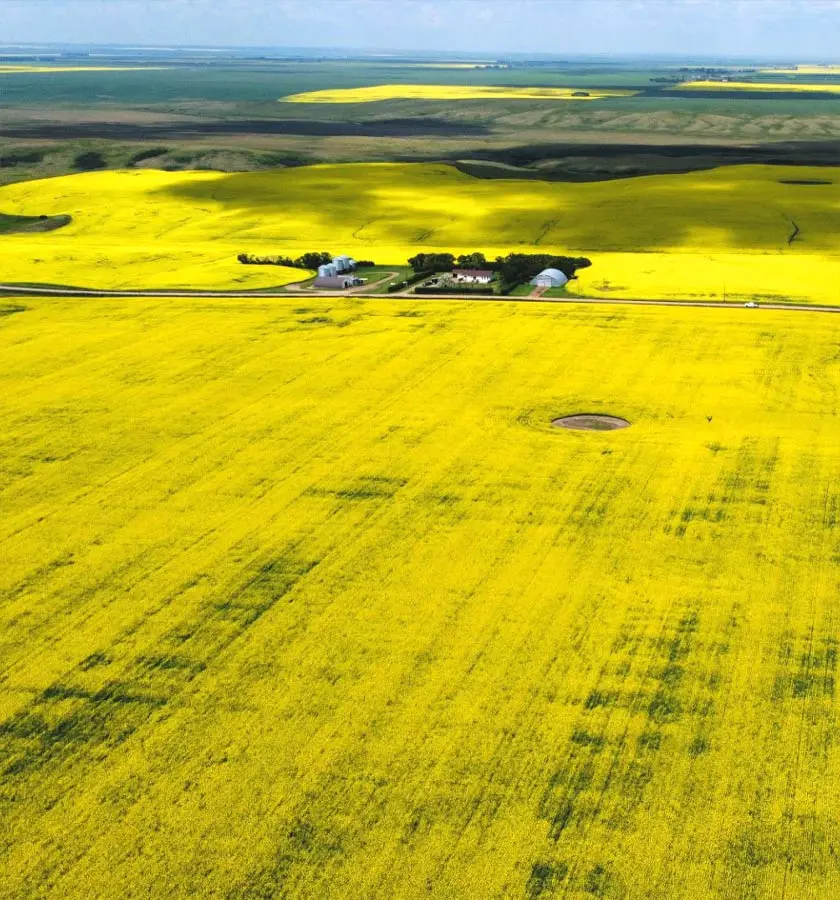 Aerial landscape photo of a farm surrounded by Canola fields in West Central Saskatchewan